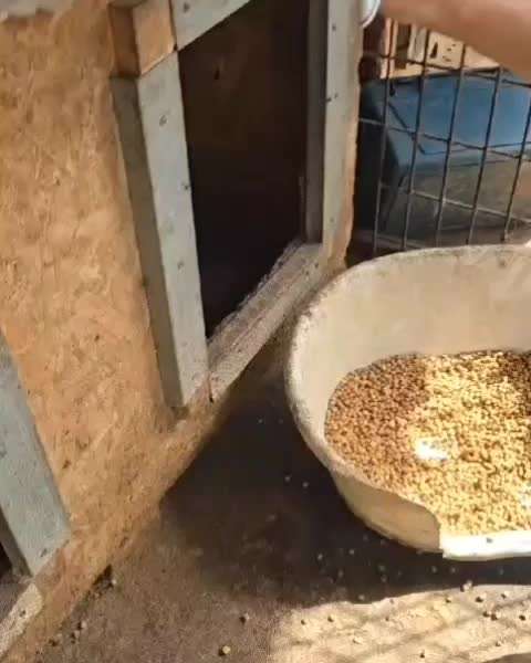 Tierschutzhunde suchen ein Zuhause-Beitrag-Bild