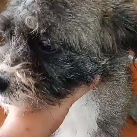 Tierschutzhunde suchen ein Zuhause-Beitrag-Bild