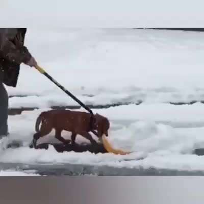 Hunde Memes-Beitrag-Bild