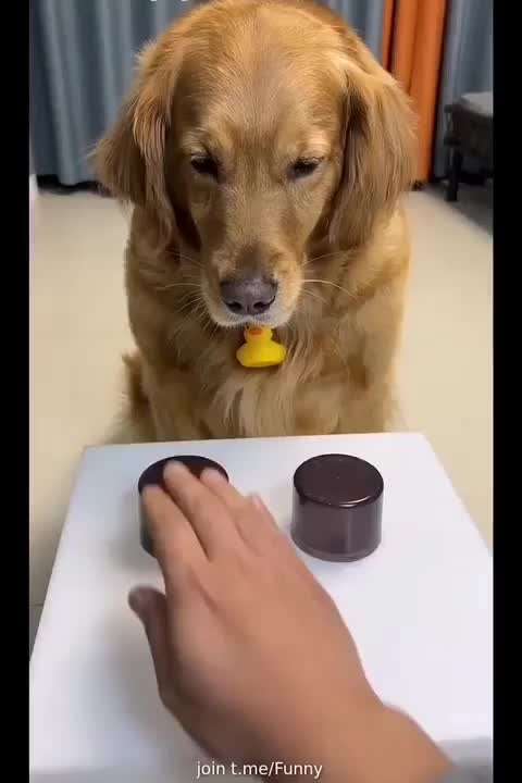 Hunde Memes-Beitrag-Bild