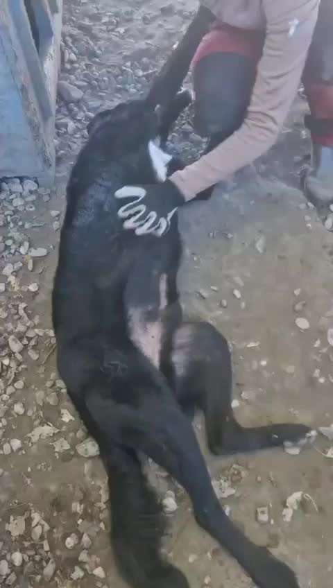 Tierschutzhunde suchen ein Zuhause-Beitrag-Bild