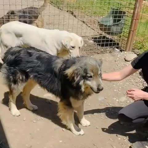 Tierschutzhunde suchen ein Zuhause-Beitrag-Bild