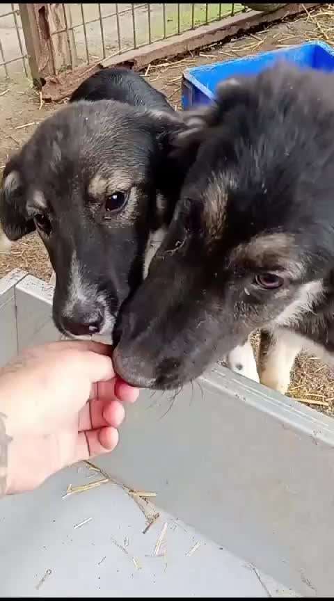 Tierschutzhunde suchen ein Zuhause-Beitrag-Bild