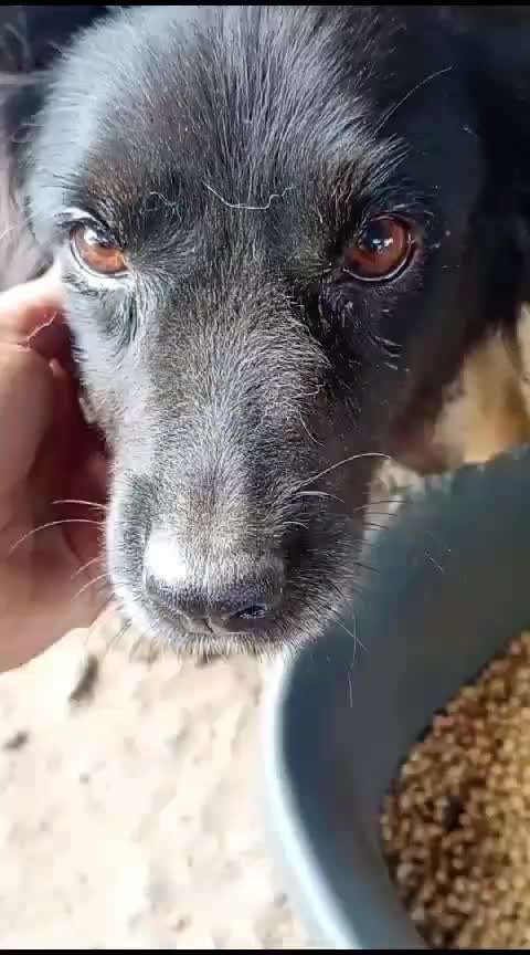 Tierschutzhunde suchen ein Zuhause-Beitrag-Bild