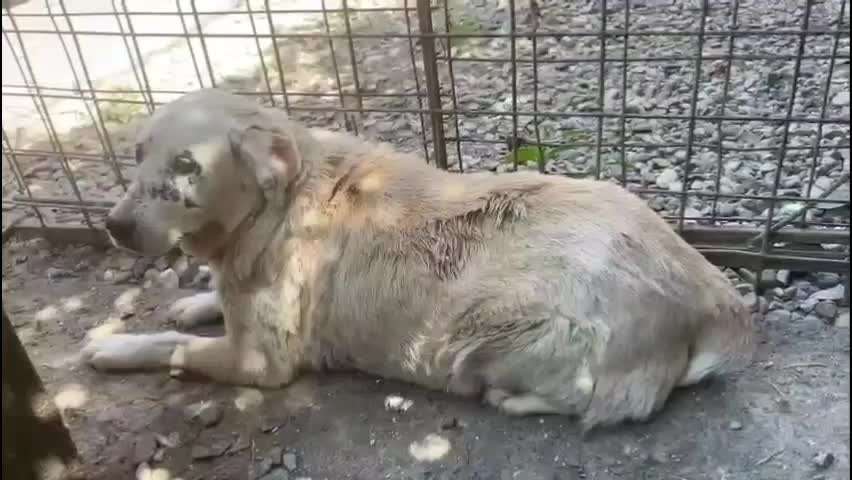 Tierschutzhunde suchen ein Zuhause-Beitrag-Bild