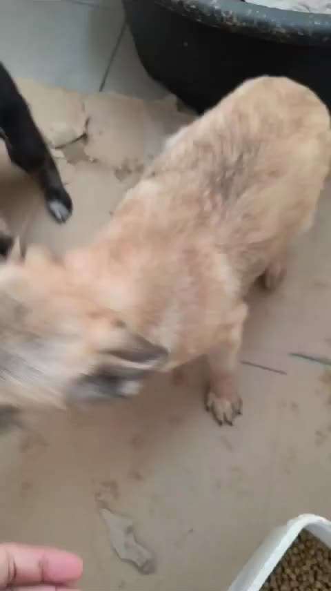 Tierschutzhunde suchen ein Zuhause-Beitrag-Bild