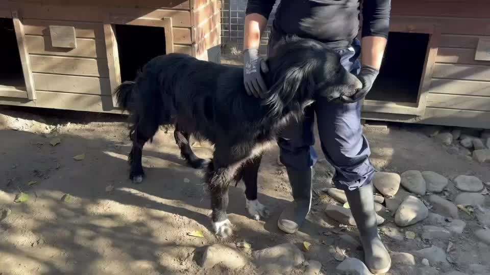 Tierschutzhunde suchen ein Zuhause-Beitrag-Bild