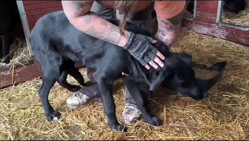 Tierschutzhunde suchen ein Zuhause-Beitrag-Bild