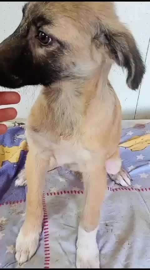 Tierschutzhunde suchen ein Zuhause-Beitrag-Bild