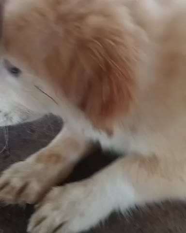 Tierschutzhunde suchen ein Zuhause-Beitrag-Bild