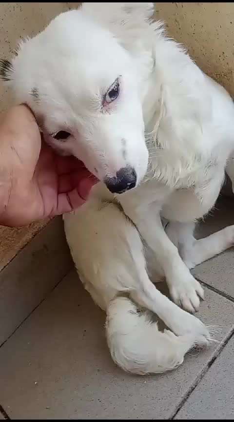 Tierschutzhunde suchen ein Zuhause-Beitrag-Bild