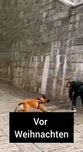 Hunde Memes-Beitrag-Bild