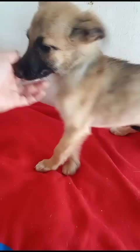 Tierschutzhunde suchen ein Zuhause-Beitrag-Bild