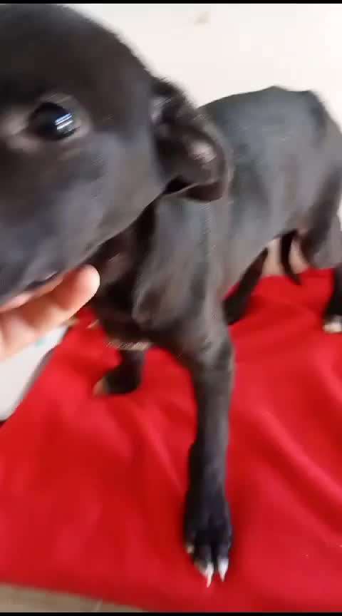 Tierschutzhunde suchen ein Zuhause-Beitrag-Bild