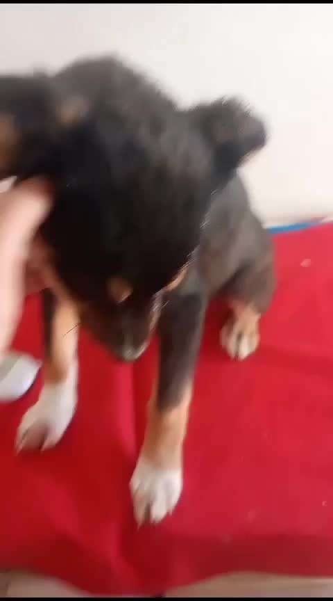 Tierschutzhunde suchen ein Zuhause-Beitrag-Bild