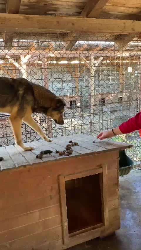 Tierschutzhunde suchen ein Zuhause-Beitrag-Bild