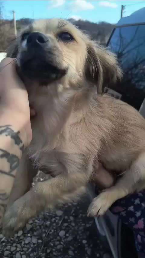 Tierschutzhunde suchen ein Zuhause-Beitrag-Bild