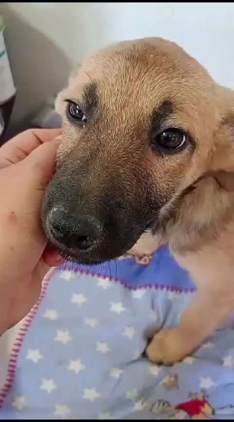 Tierschutzhunde suchen ein Zuhause-Beitrag-Bild