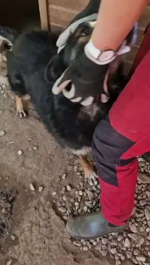 Tierschutzhunde suchen ein Zuhause-Beitrag-Bild