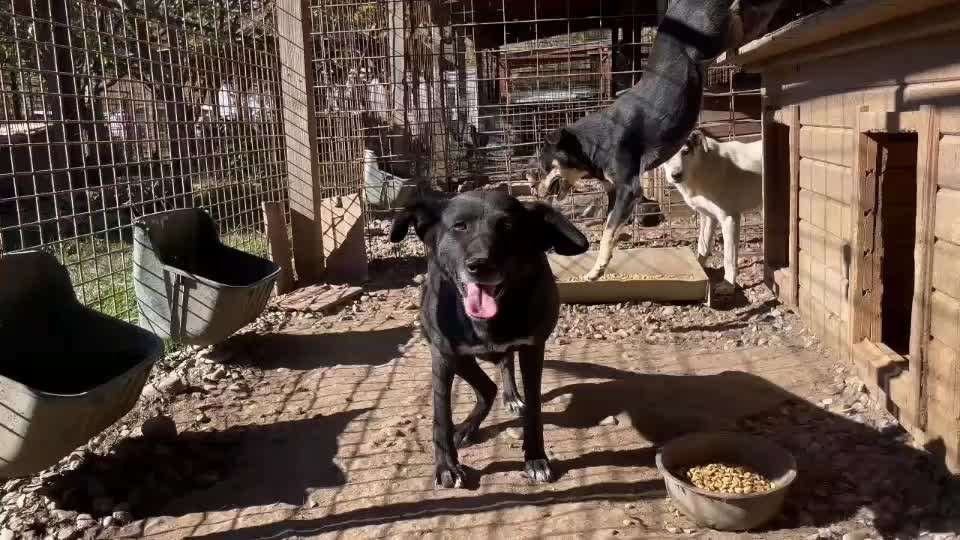 Tierschutzhunde suchen ein Zuhause-Beitrag-Bild