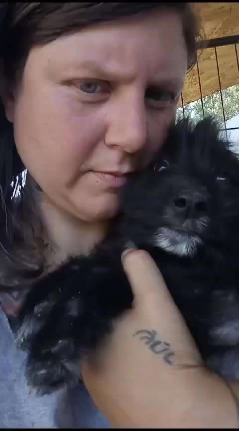 Tierschutzhunde suchen ein Zuhause-Beitrag-Bild