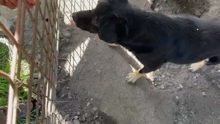 Tierschutzhunde suchen ein Zuhause-Beitrag-Bild