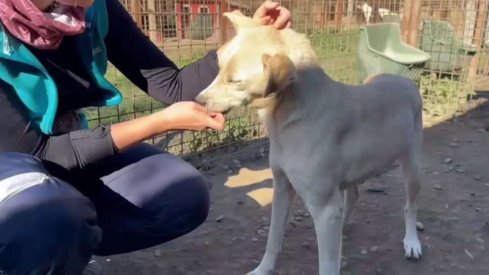 Tierschutzhunde suchen ein Zuhause-Beitrag-Bild