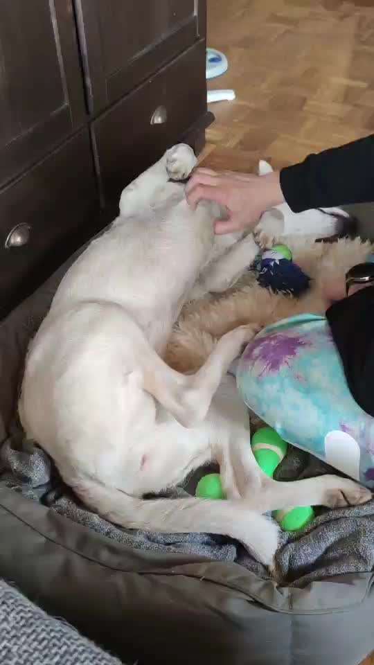 Was bedeutet es, wenn der Hund anfängt zu strampeln beim Streicheln?-Beitrag-Bild