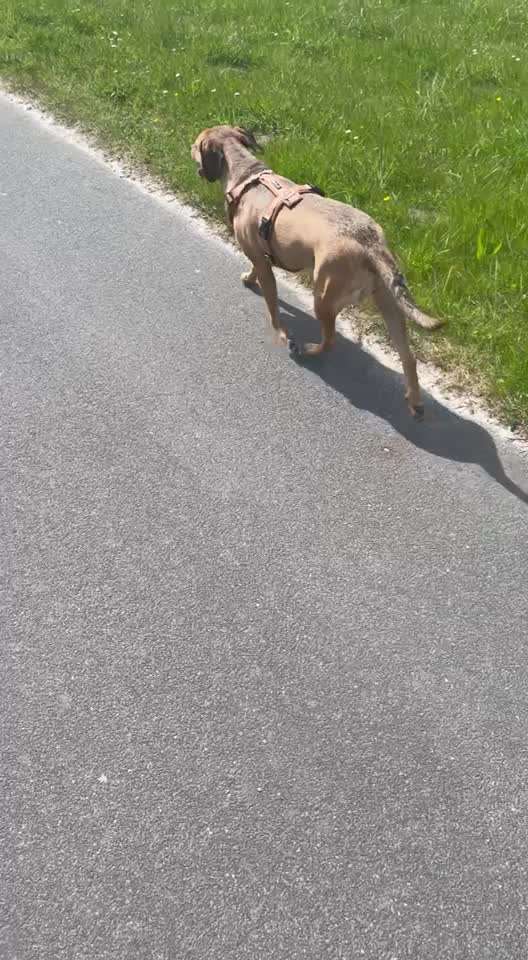 TierschutzhundeStammtisch🐕-Beitrag-Bild