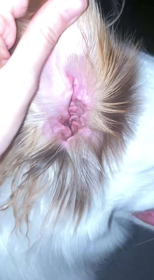 schwarze Flecken im Ohr-Beitrag-Bild