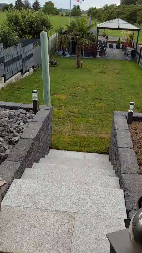 Französische Bulldoggen-Beitrag-Bild