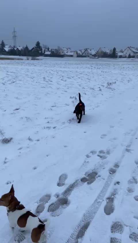 Labradorfans-Beitrag-Bild