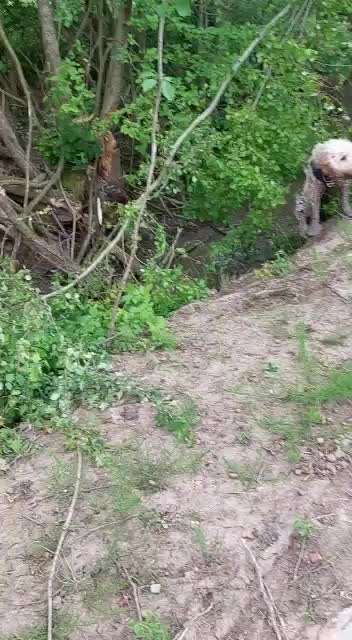 Lagotto Romagnolo Besitzer-Beitrag-Bild