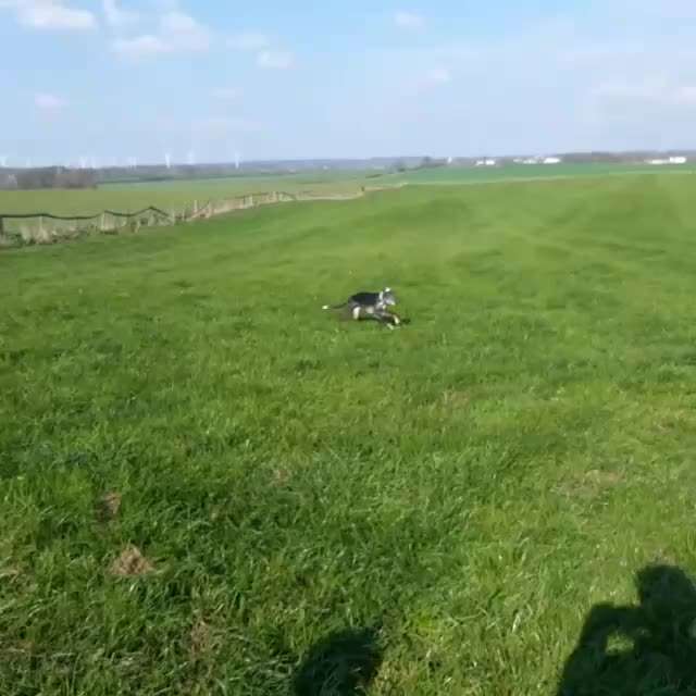 Windhunde - Treffen der besonderen Schönheiten
HERZLICH WILLKOMMEN-Beitrag-Bild