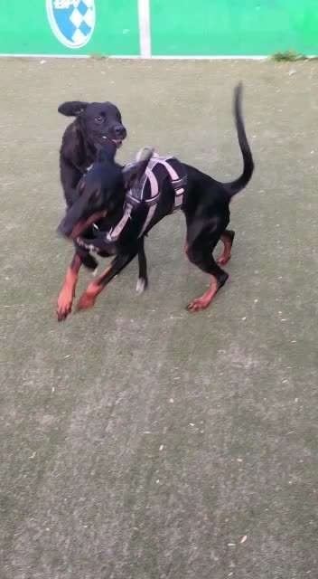 Zeigt hier Euer liebstes Video Eurer Hunde-Beitrag-Bild