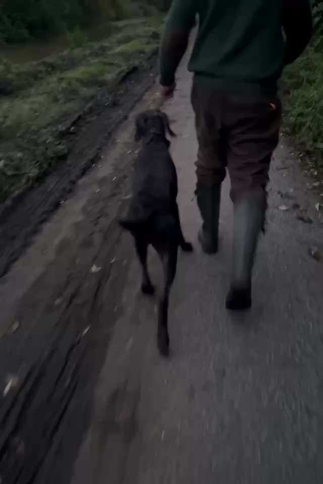 Jagdhundeausbildung an lebenden Enten – notwendig oder unethisch? 🐾-Beitrag-Bild