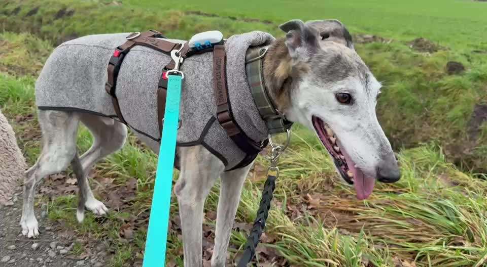 🎆🚫 Silvesterverbot in den Niederlanden! Was denkst du darüber?-Beitrag-Bild
