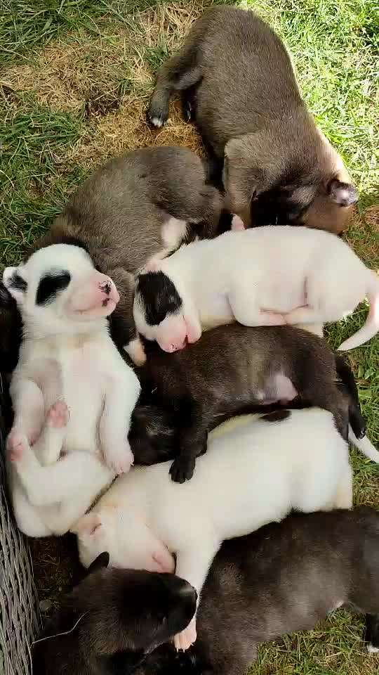 so sehen glücklich entspannte Welpen aus,mal sehen wer da anderer meinung ist-Beitrag-Bild