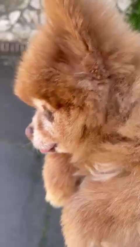 Patellaluxation bei Klein- & Zwergrassigen Senioren ?-Beitrag-Bild