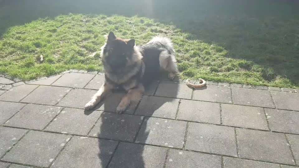 Video Challenge Nr. 12
Ein glücklicher Hund-Beitrag-Bild