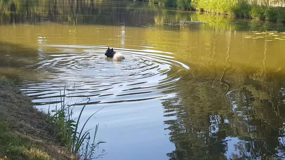 Eurasier hier?-Beitrag-Bild