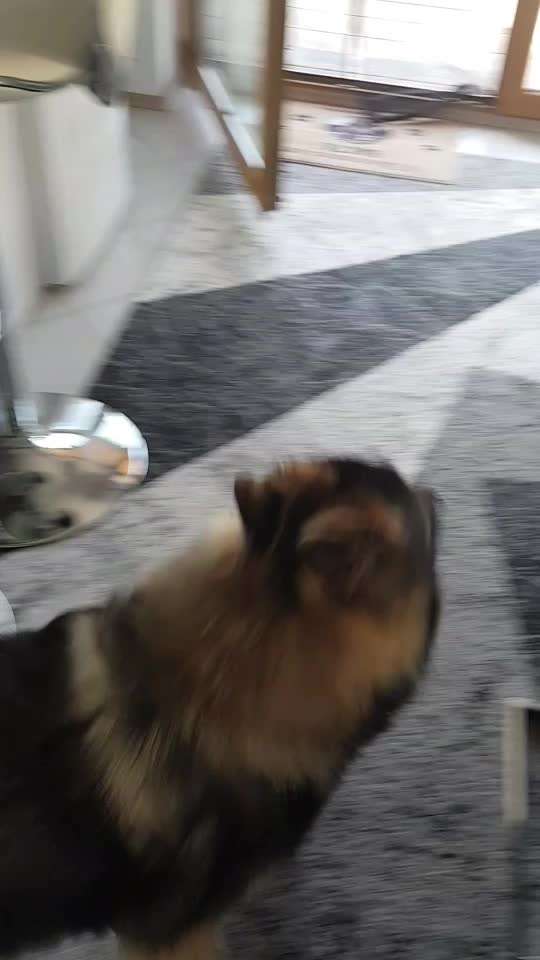 Video Challenge Nr.14 - Bettelnde Hunde-Beitrag-Bild