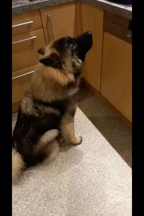 Typisch Jagdhund-Beitrag-Bild