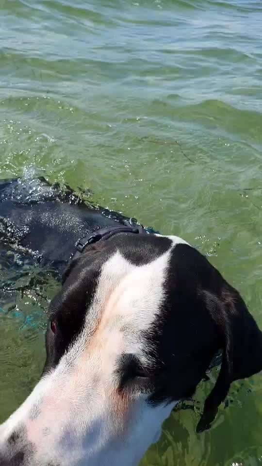 Deutsche Doggen Besitzer zeigt euch-Beitrag-Bild