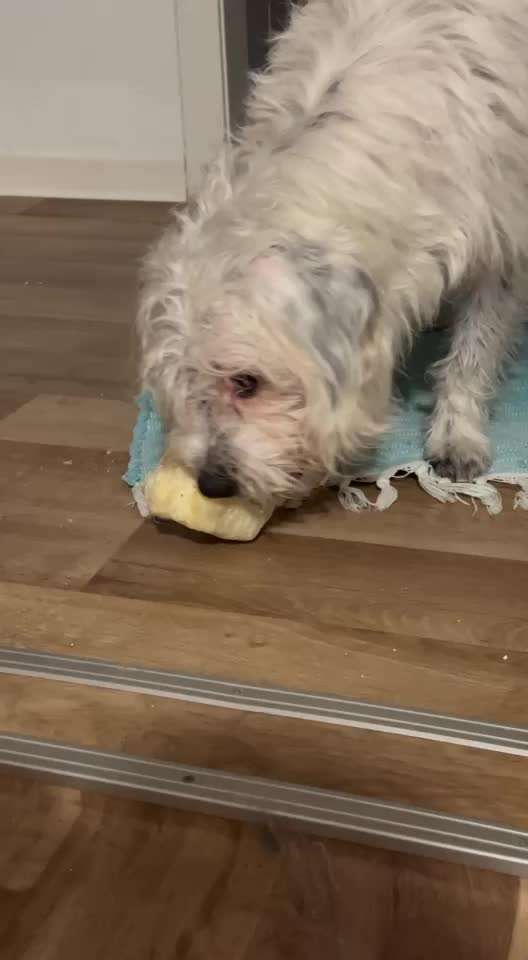 Kaukäse-Beitrag-Bild