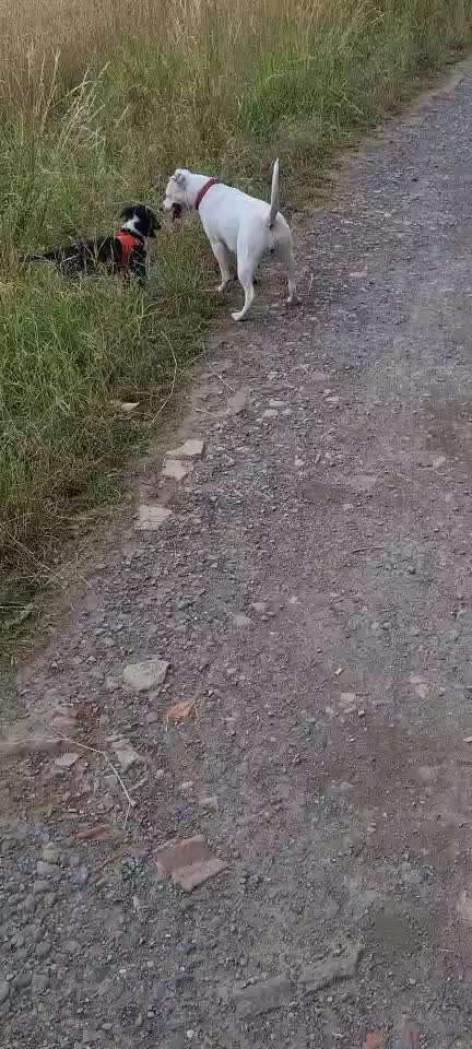 Hilfe beim Amstaff-Beitrag-Bild