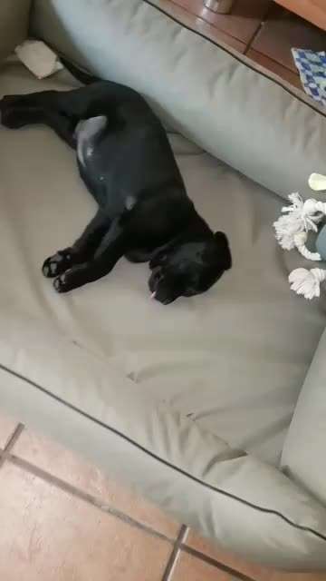 Hunde Memes-Beitrag-Bild