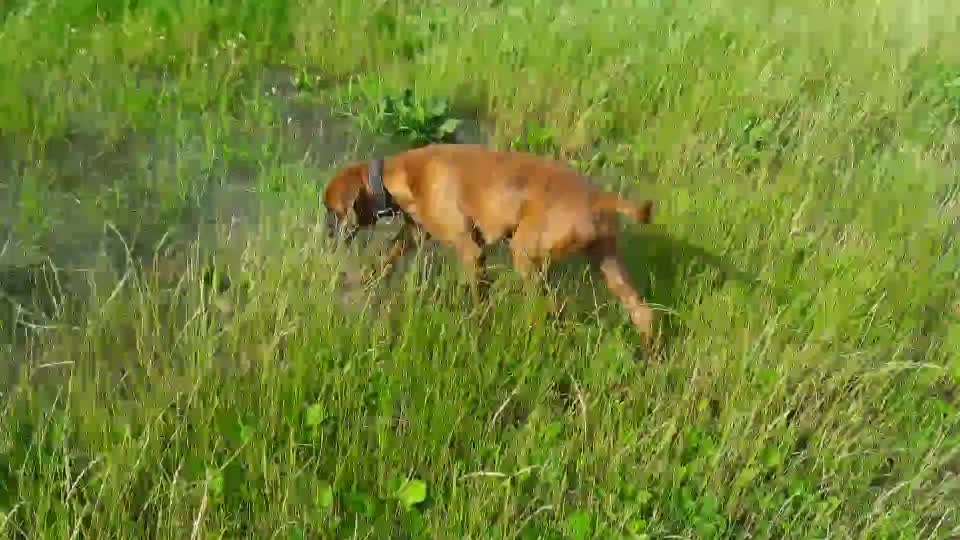 19. Video Challenge  "urkomische Hunde zum Brüllen lustig"-Beitrag-Bild