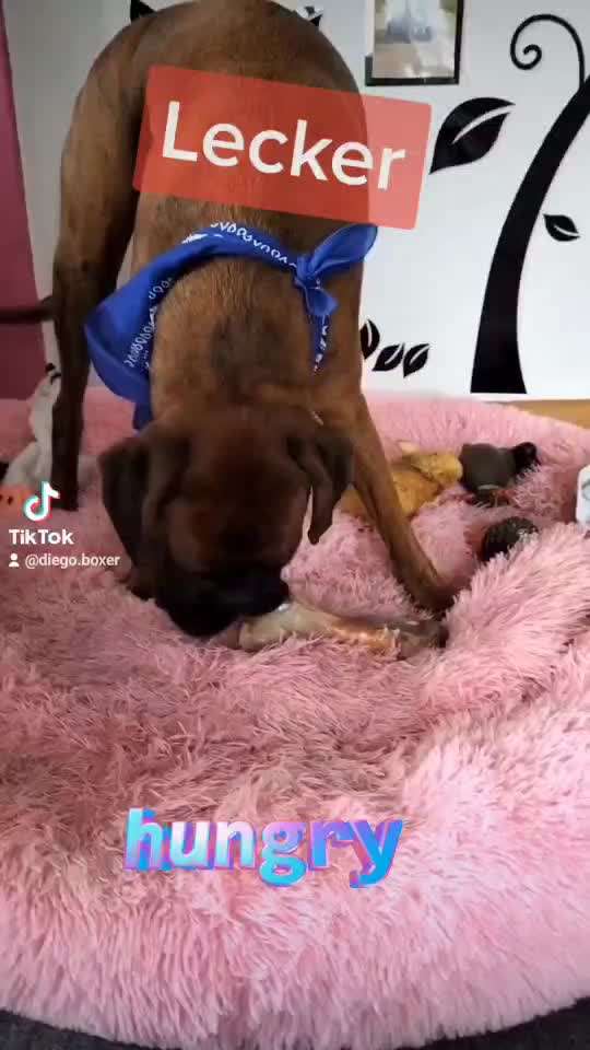 Video Challenge Nr. 4 - Lecker, Lecker-Beitrag-Bild