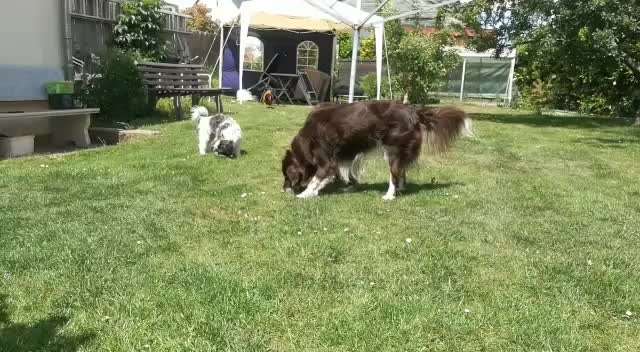 Kleiner Münsterländer!-Beitrag-Bild